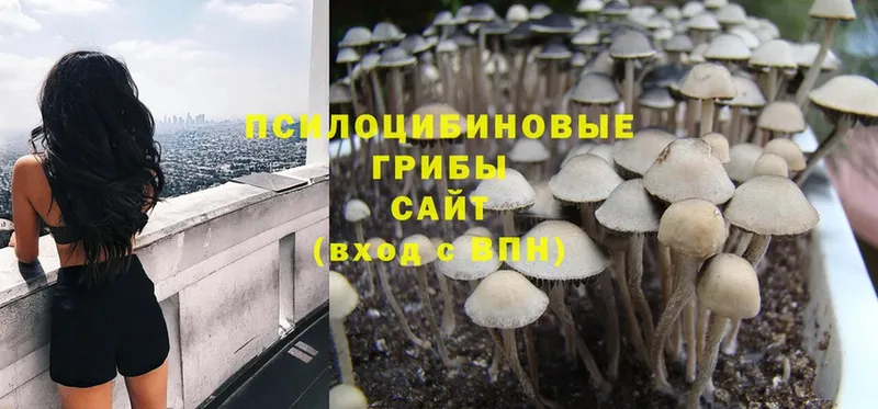 Псилоцибиновые грибы Psilocybine cubensis  Октябрьский 